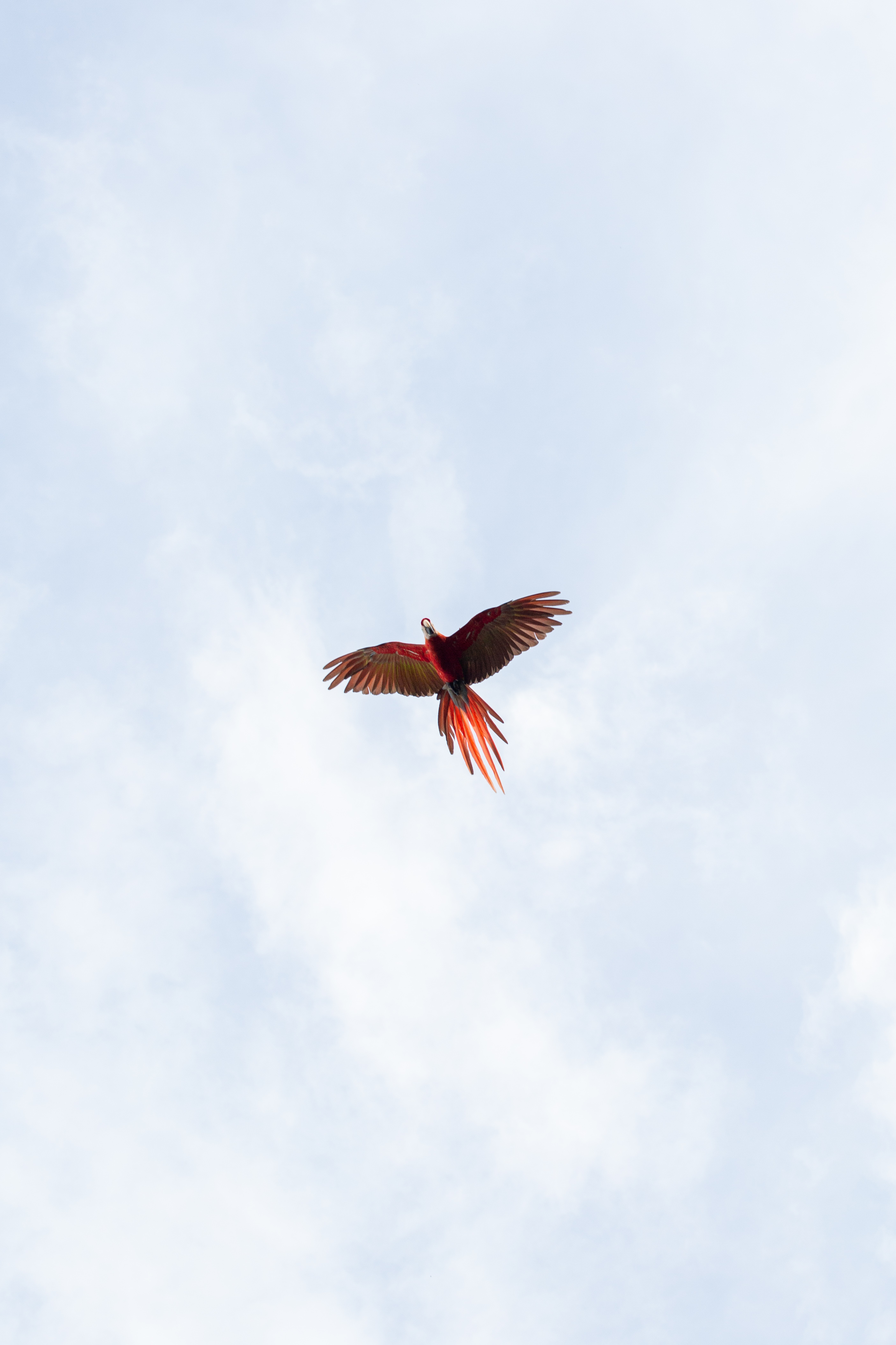 Scarlet Macaw flying overhead.